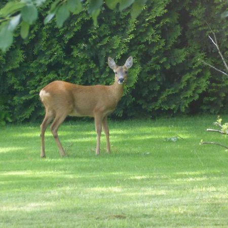 Vakantie Op De Veluwe Villa Lunteren Dış mekan fotoğraf