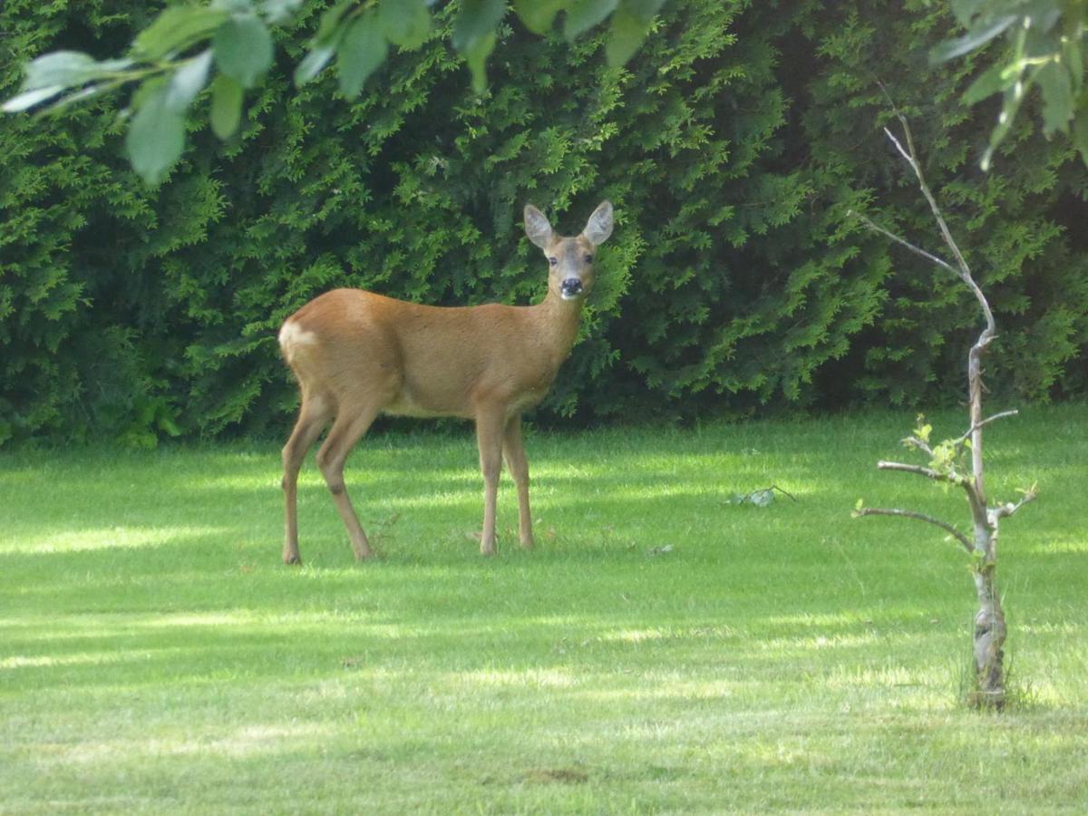 Vakantie Op De Veluwe Villa Lunteren Dış mekan fotoğraf